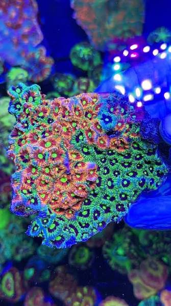 Aussie Ultra War Favities Size: M 0.75" to 1" Frag - Violet Aquarium 