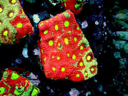 Aussie Ultra War Favities Size: M 0.75" to 1" Frag - Violet Aquarium 