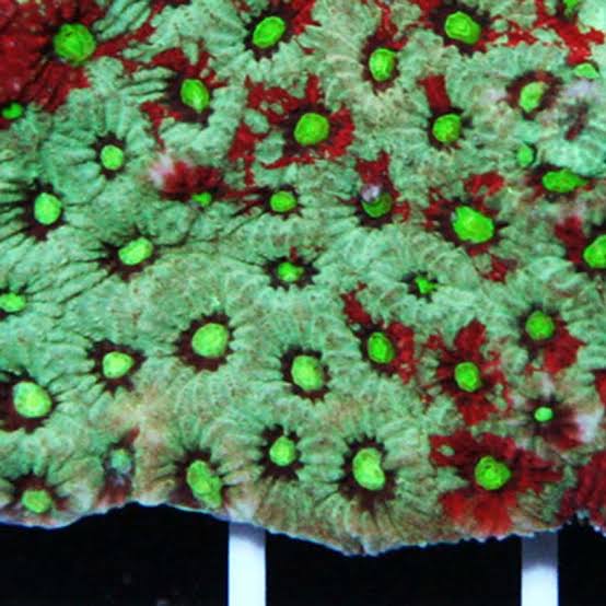Aussie Ultra War Favities Size: M 0.75" to 1" Frag - Violet Aquarium 