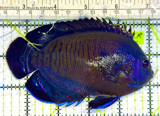 Blue Fin Angelfish (Maldives) BFA041301 WYSIWYG Size: XXL/SHOW 4.75" approx