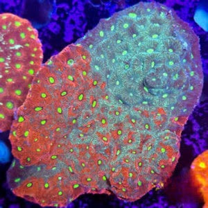 Aussie Ultra War Favities Size: M 0.75" to 1" Frag - Violet Aquarium 