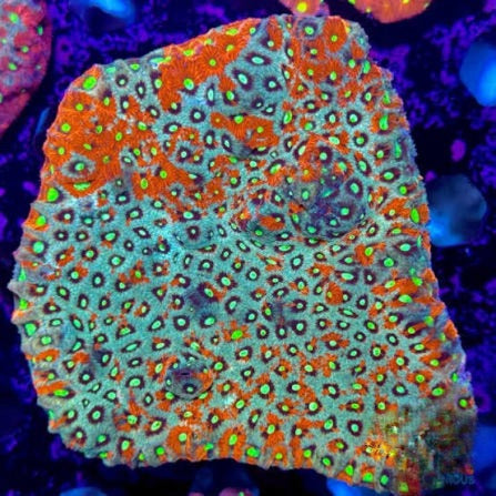 Aussie Ultra War Favities Size: M 0.75" to 1" Frag - Violet Aquarium 