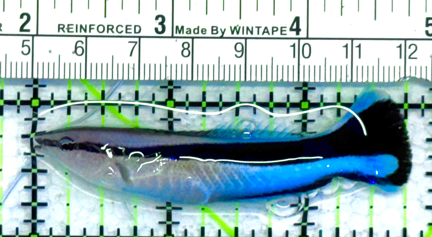 Blue Cleaner Wrasse BCW041301 WYSIWYG Size: XL 2.75" approx
