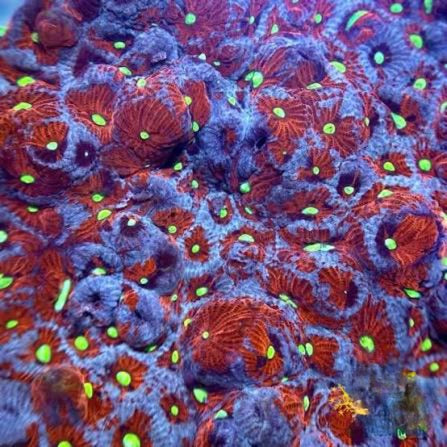 Aussie Ultra War Favities Size: M 0.75" to 1" Frag - Violet Aquarium 