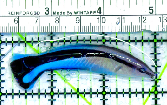 Blue Cleaner Wrasse BCW041301 WYSIWYG Size: XL 2.75" approx