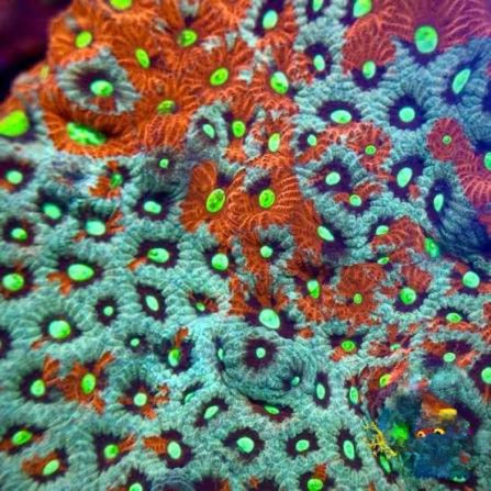 Aussie Ultra War Favities Size: M 0.75" to 1" Frag - Violet Aquarium 