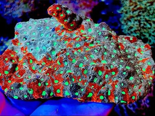Aussie Ultra War Favities Size: M 0.75" to 1" Frag - Violet Aquarium 