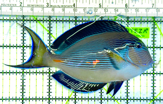 Sohal Tang (Red Sea) ST041302 WYSIWYG Size: L 5.75" approx