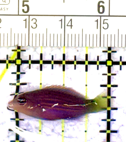 Six Line Wrasse SLW021701 WYSIWYG Size: S 1" approx