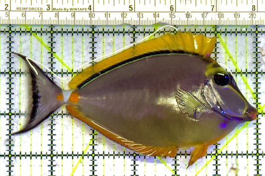 Blonde Naso Tang (Maldives Special Grade) NT041303 WYSIWYG Size: L 6" approx