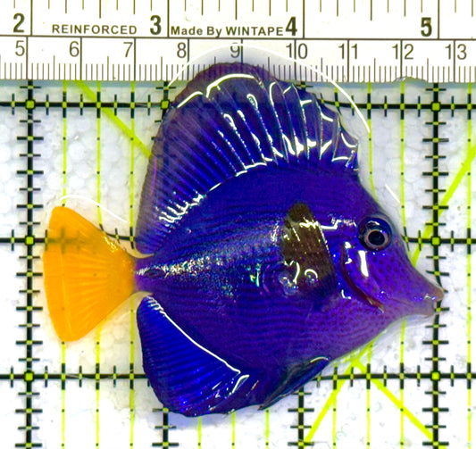 Purple Tang PT041301 WYSIWYG Size: M 3" approx