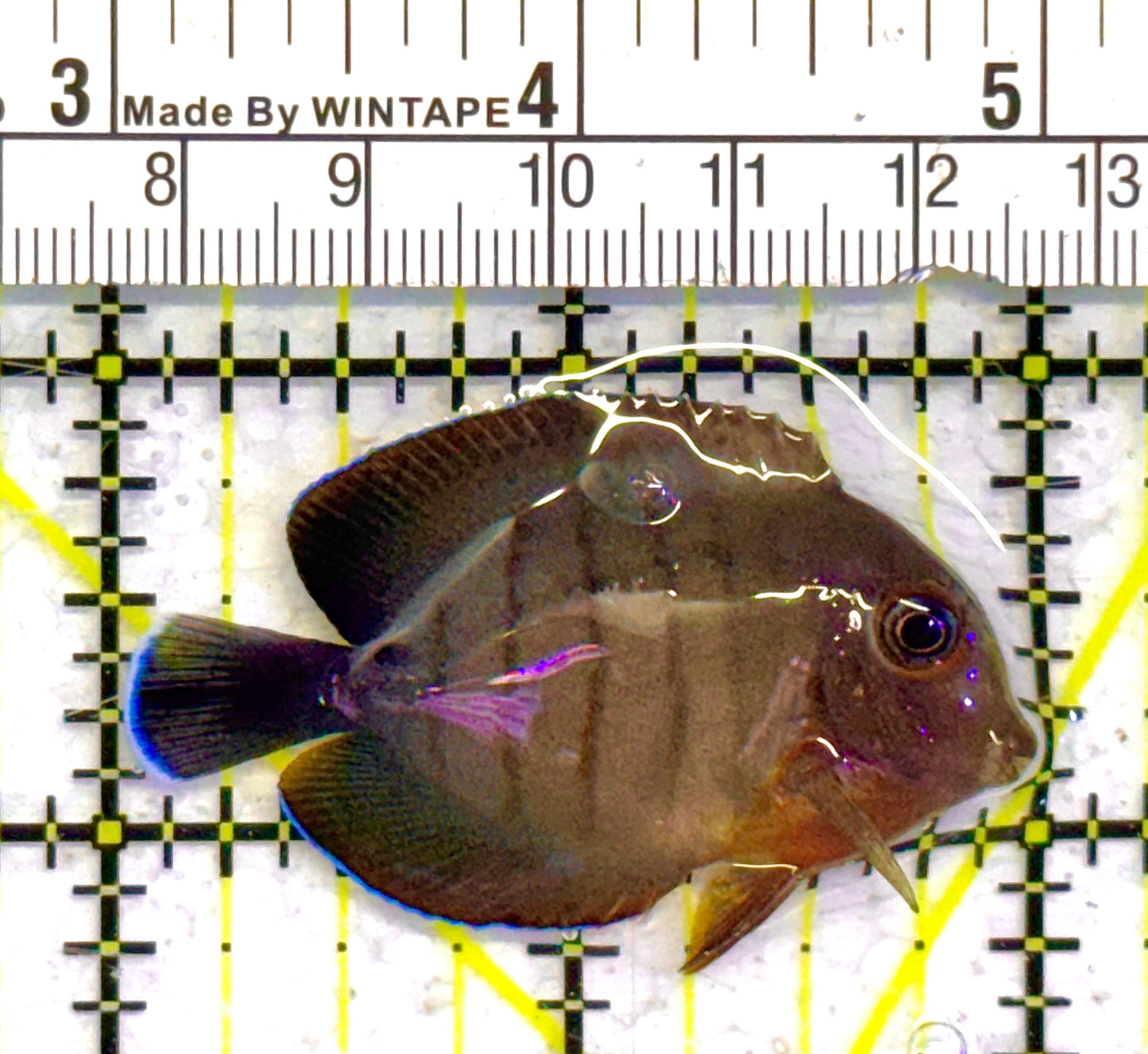 Eibli Mimic Tang EMT041601 WYSIWYG Size: Tiny 2" approx