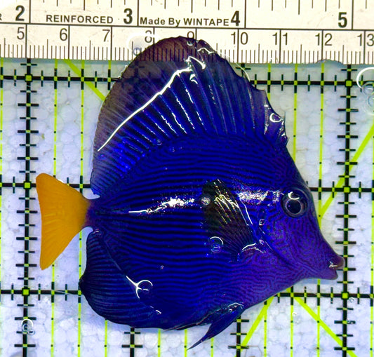 Purple Tang PT041302 WYSIWYG Size: M 3.5" approx