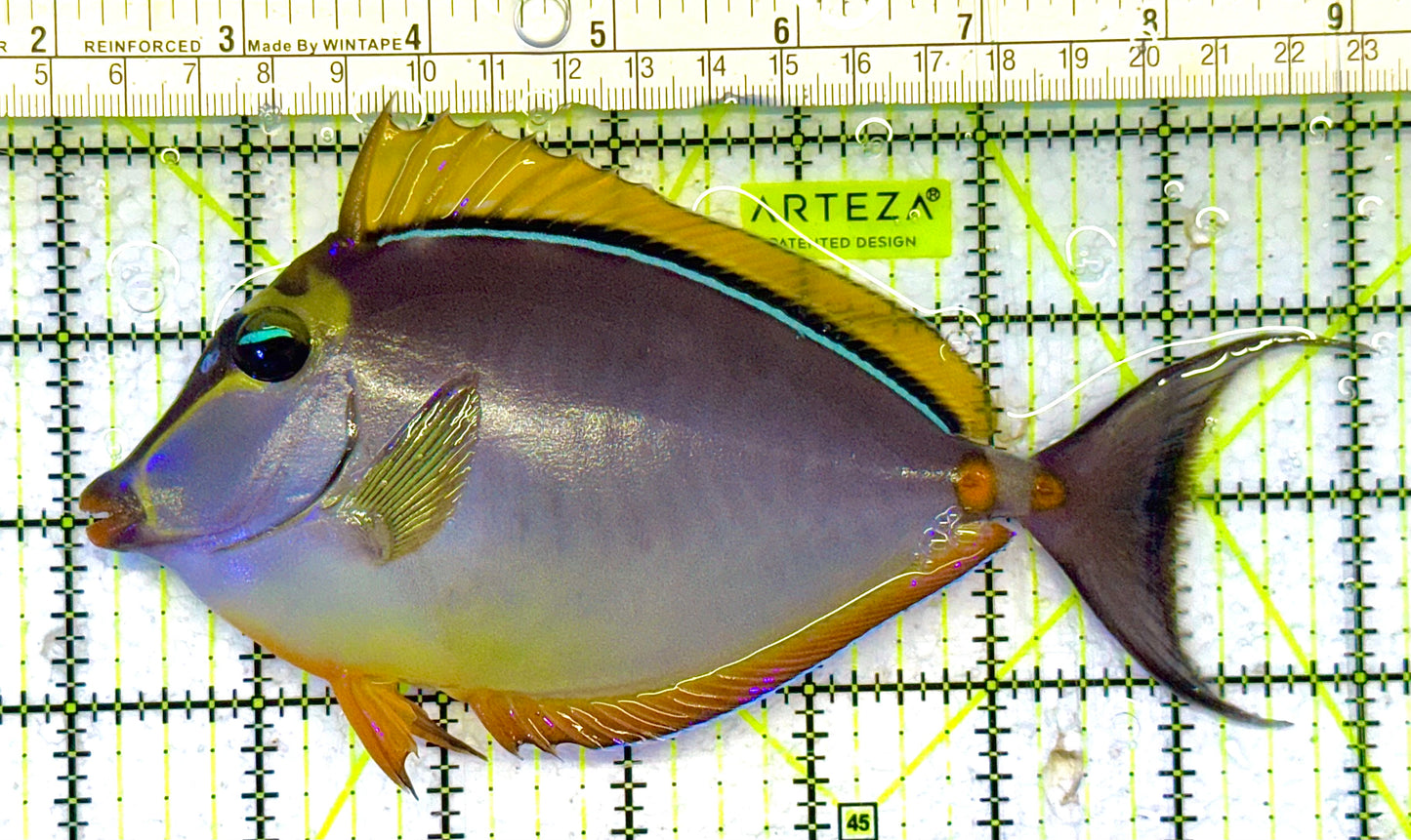 Blonde Naso Tang (Maldives Special Grade) NT041304 WYSIWYG Size: XL 7" approx
