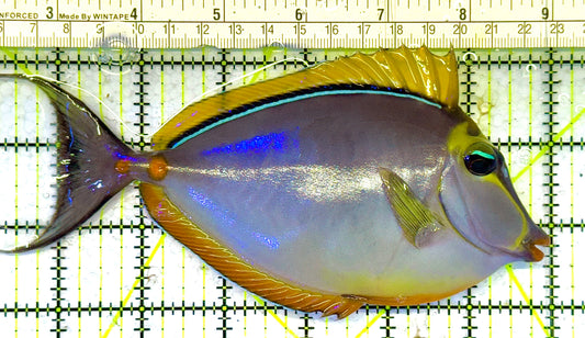 Blonde Naso Tang (Maldives Special Grade) NT041304 WYSIWYG Size: XL 7" approx