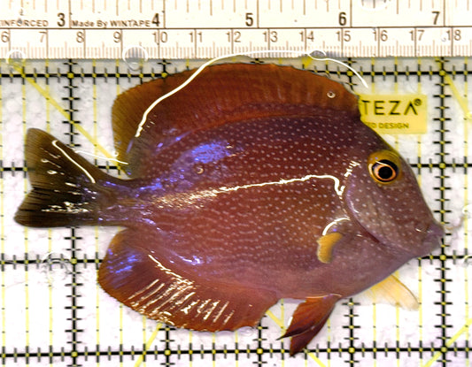 Yellow Eye Kole Tang (Spotted) YEKT041302 WYSIWYG Size: L 4.75" approx