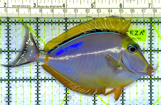 Blonde Naso Tang (Maldives Special Grade) NT041305 WYSIWYG Size: L 5" approx