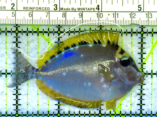 Blonde Naso Tang (Maldives Special Grade) NT041306 WYSIWYG Size: M 3.25" approx