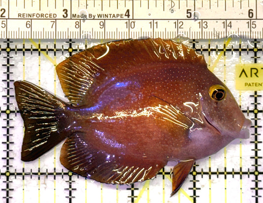 Yellow Eye Kole Tang (Spotted) YEKT041303 WYSIWYG Size: L 4" approx