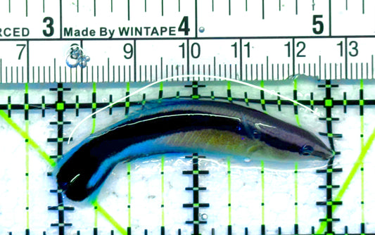 Blue Cleaner Wrasse BCW041304 WYSIWYG Size: XL 2" approx