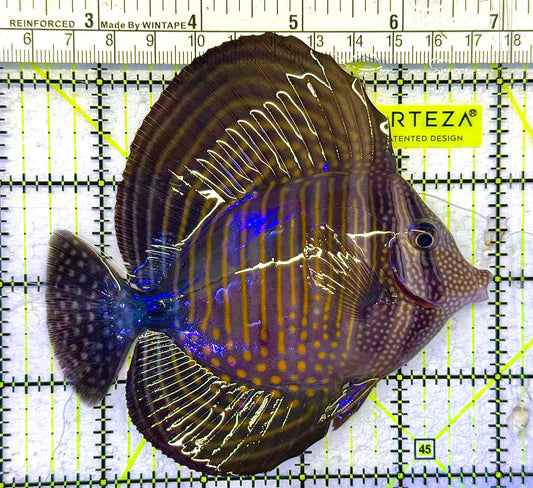Desjardini Tang (Red Sea Sailfin Tang) DT041302 WYSIWYG Size: L 4.5" approx
