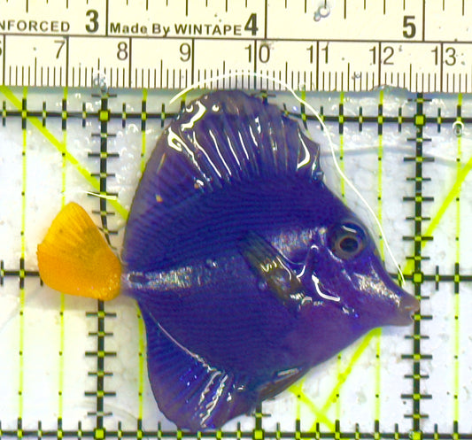 Purple Tang PT041303 WYSIWYG Size: S 2.5" approx