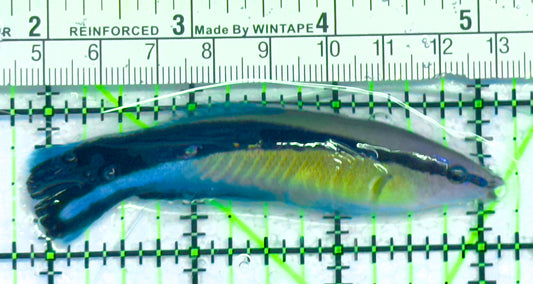 Blue Cleaner Wrasse BCW041303 WYSIWYG Size: XXL 3" approx