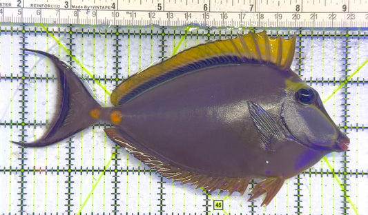 Blonde Naso Tang (Maldives Special Grade) NT041307 WYSIWYG Size: XL 7.25" approx