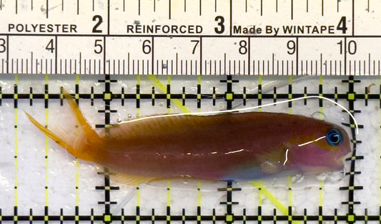 Golden Midas Blenny Africa GMBA041301 WYSIWYG Size: M 2.5" approx