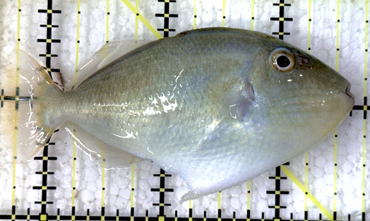 Goldenback Triggerfish (Juvenile) GT052103 WYSIWYG Size: M 3" approx