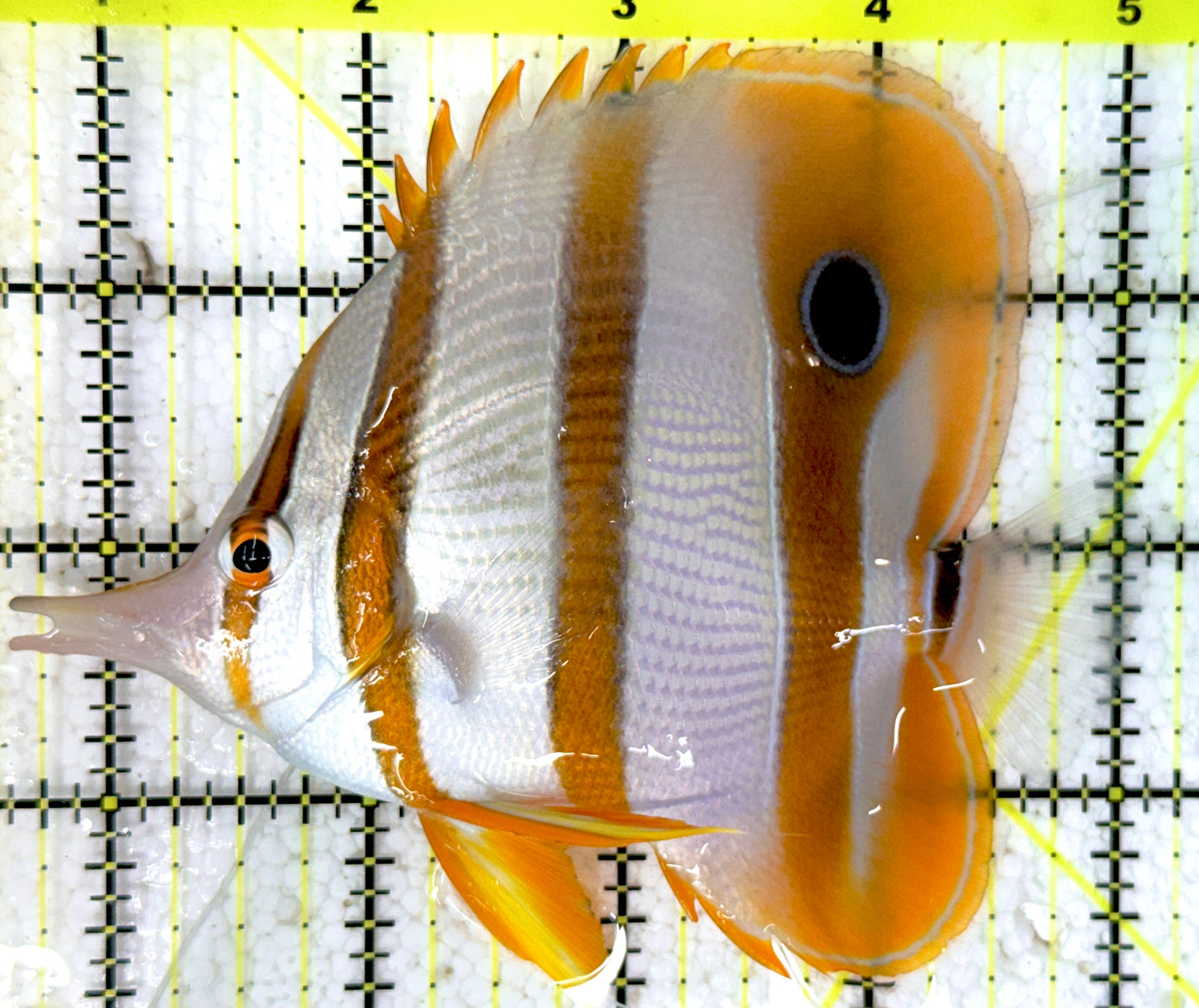 Copperband Butterflyfish CB052001 WYSIWYG Size: L 4.5" approx