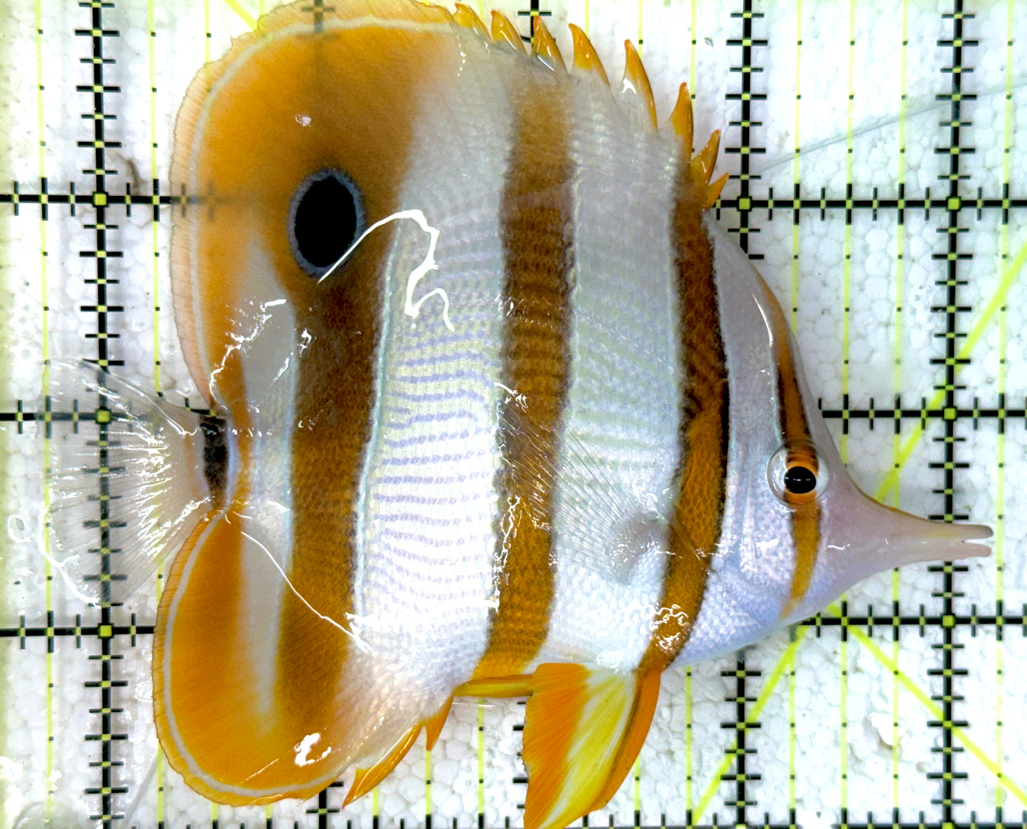 Copperband Butterflyfish CB052001 WYSIWYG Size: L 4.5" approx