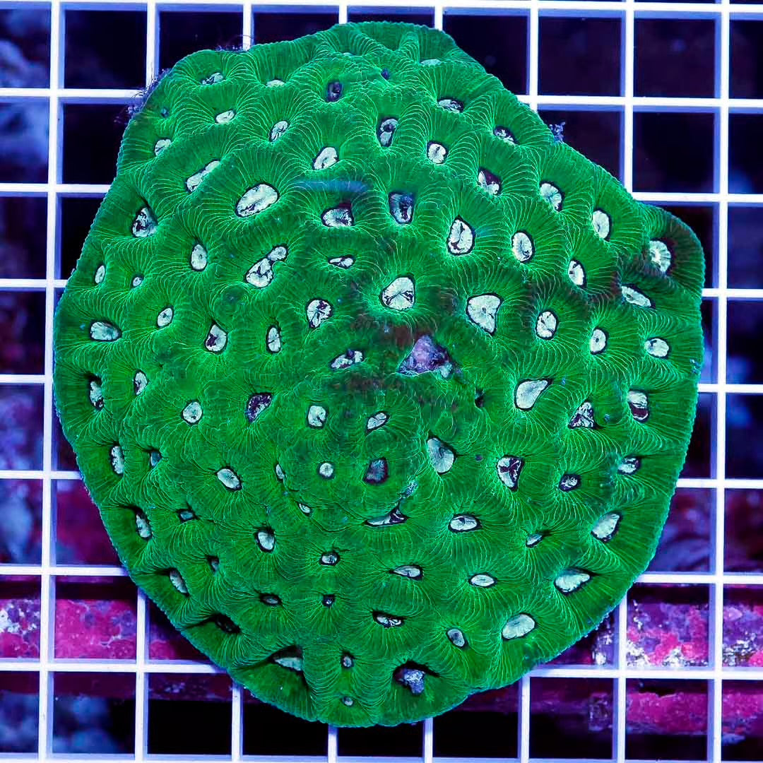 Aussie Neon Goniastrea Mother Colony ANGMC032702 WYSIWYG