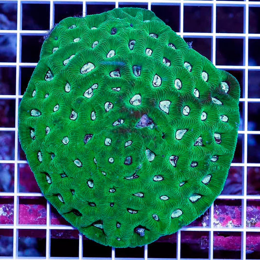 Aussie Neon Goniastrea Mother Colony ANGMC032702 WYSIWYG