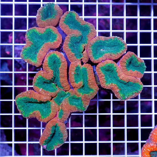 Aussie Ultra Hot Lobophyllia Mother Colony AUHLMC032701 WYSIWYG
