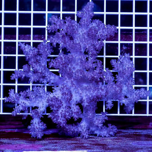 Indo Colt Coral Mother Colony ICCMC032701 WYSIWYG