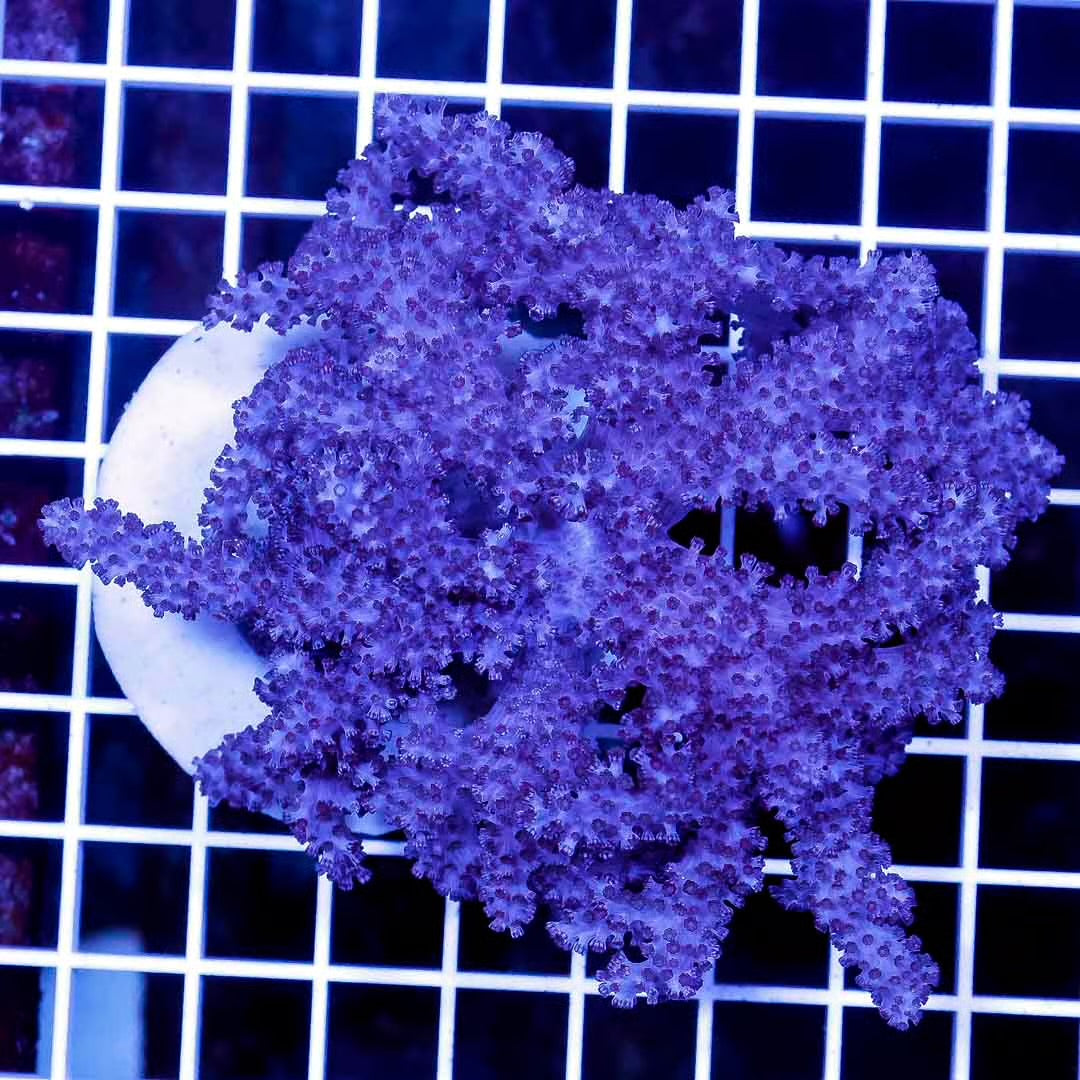 Indo Colt Coral Mother Colony ICCMC032702 WYSIWYG