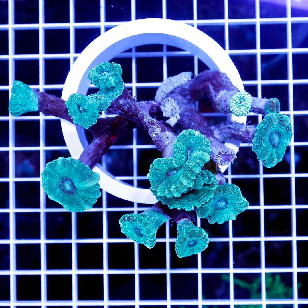$20 SUPERSALE corals – Violet Aquarium