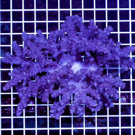 Indo Colt Coral Mother Colony ICCMC032703 WYSIWYG