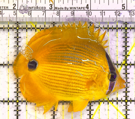 Bluespot Plebius Butterflyfish GB041301 WYSIWYG Size: M 3.25" approx