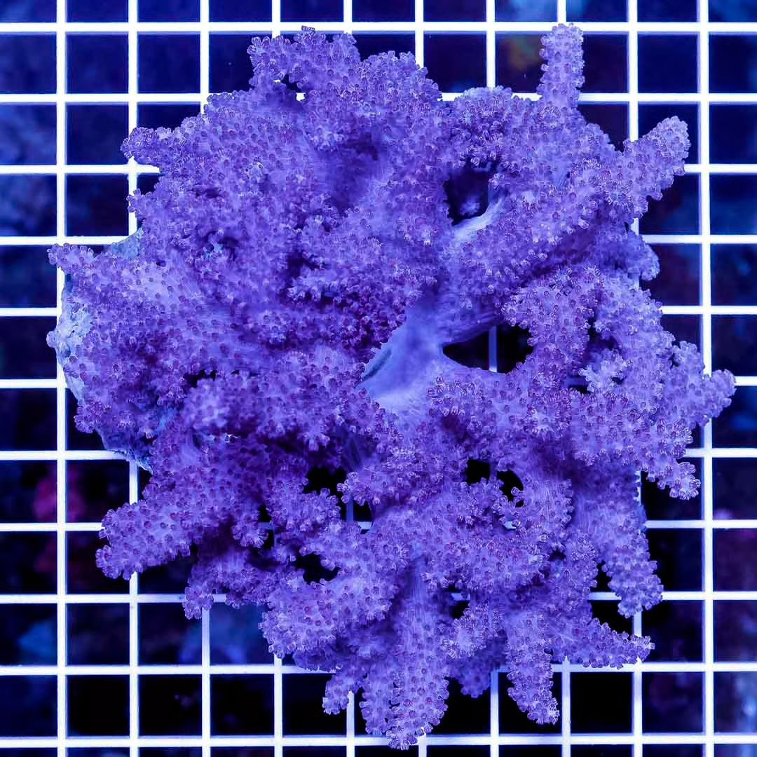 Indo Colt Coral Mother Colony ICCMC032704 WYSIWYG