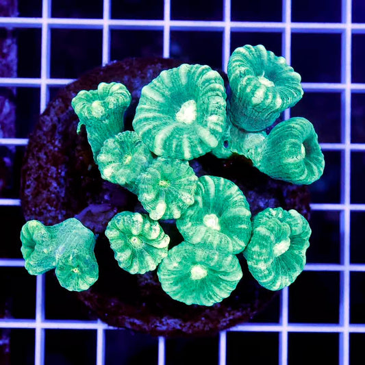 Indo Neon Candy Cane Mother Colony INCCMC032701 WYSIWYG