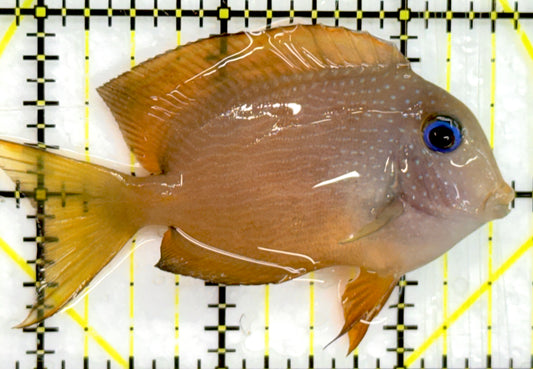 Blue Eye Kole Tang BEKT052101 WYSIWYG Size: S 3" approx