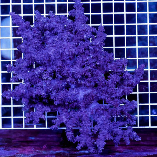 Indo Colt Coral Mother Colony ICCMC032706 WYSIWYG