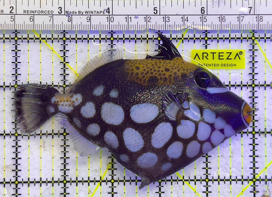 Clown Triggerfish CT041302 WYSIWYG Size: L 5" approx