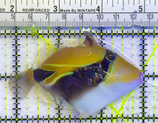 Bursa Triggerfish BT041301 WYSIWYG Size: ML 3" approx