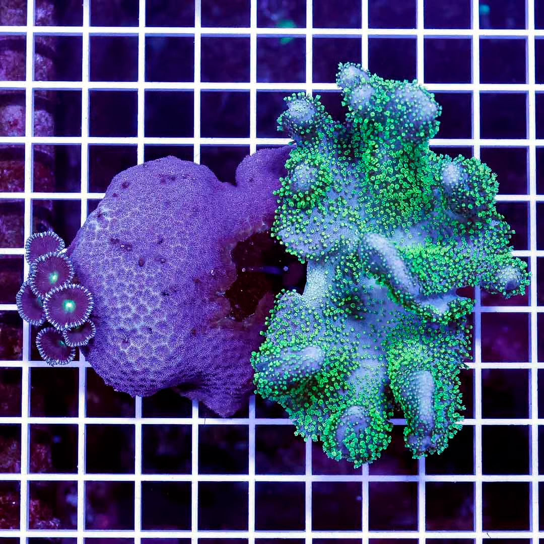 Aussie Ultra Crown Leather Mother Colony AUCLMC032701 WYSIWYG