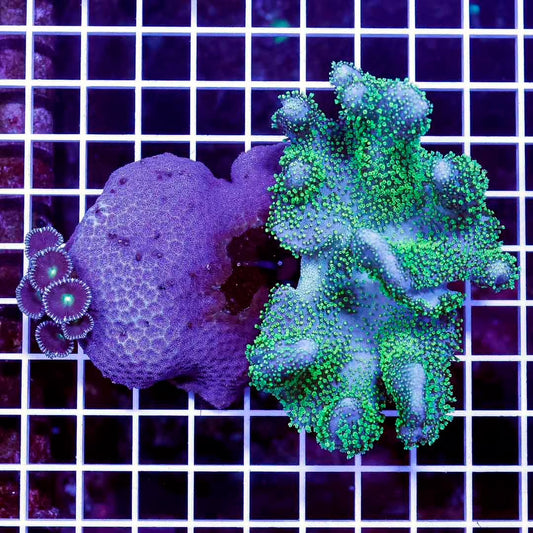Aussie Ultra Crown Leather Mother Colony AUCLMC032701 WYSIWYG
