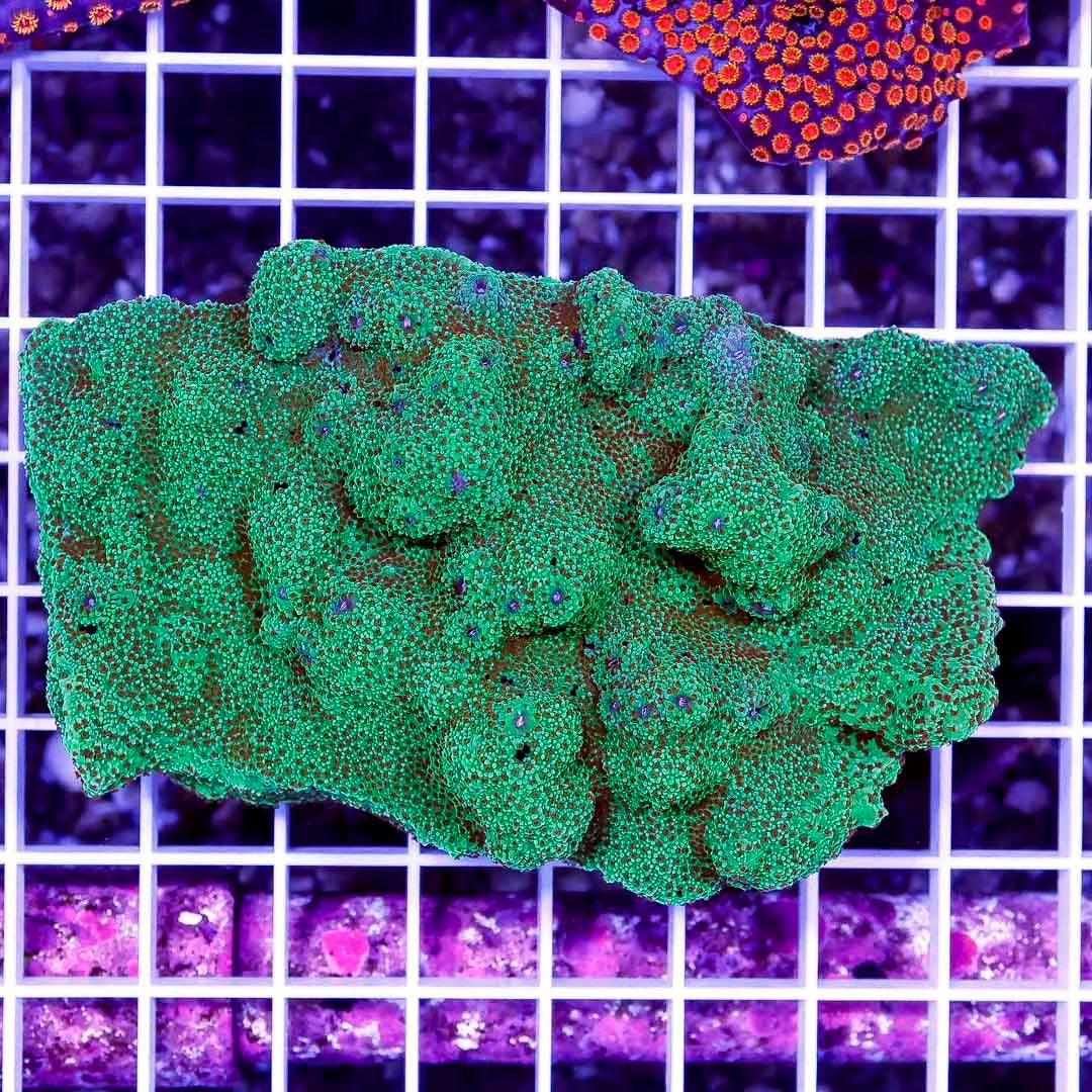 Aussie Neon Montipora Mother Colony ANMMC032702 WYSIWYG