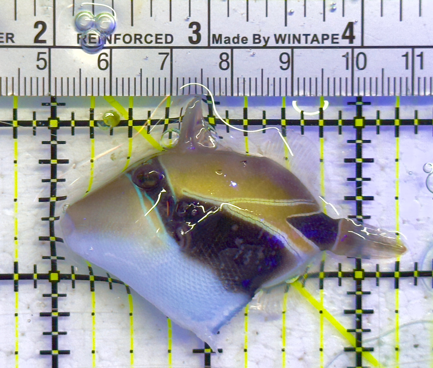 Bursa Triggerfish BT041302 WYSIWYG Size: M 2.25" approx